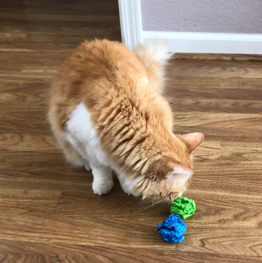 Rusty chooses between Winter and Spring