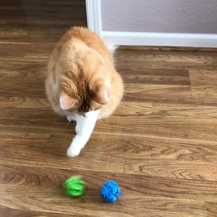 Rusty chooses between Winter and Spring