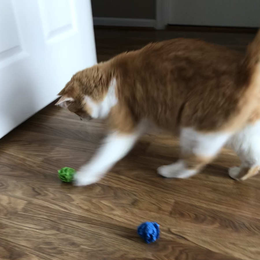 Rusty chooses between Winter and Spring