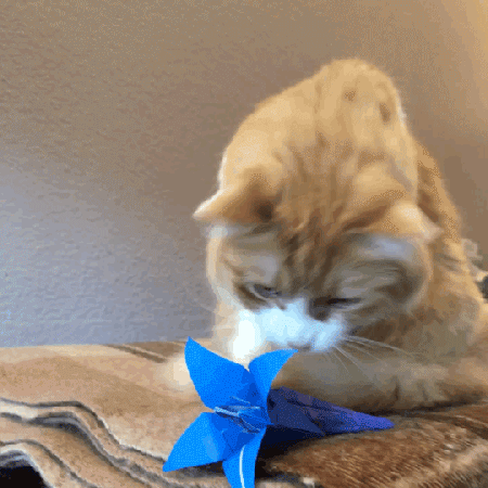 Rusty Playing with Origami