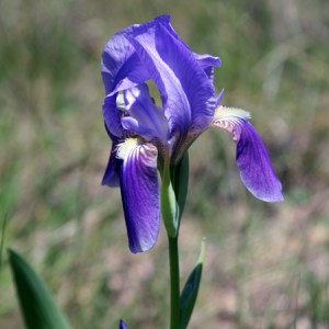 Iris