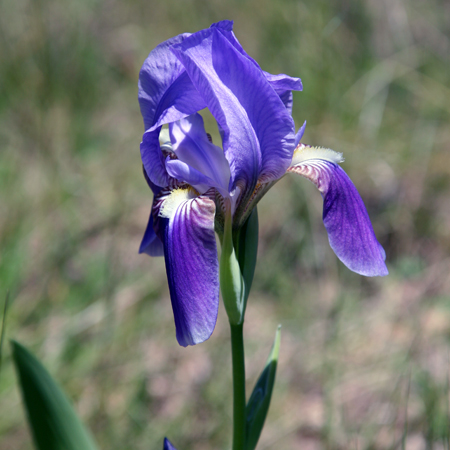 Iris