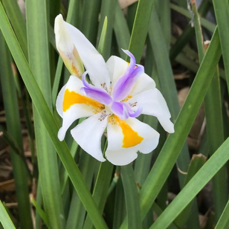 Iris