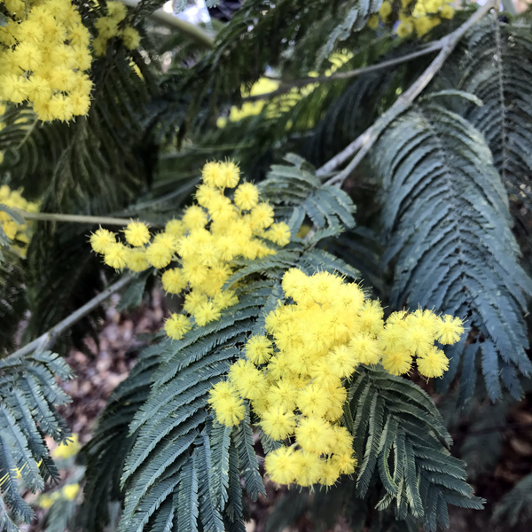Mimosa