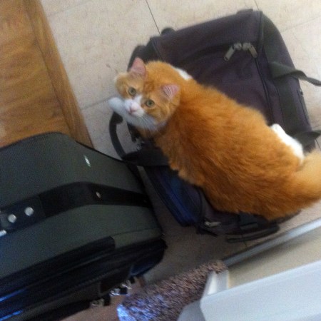 Rusty and Two Suitcases
