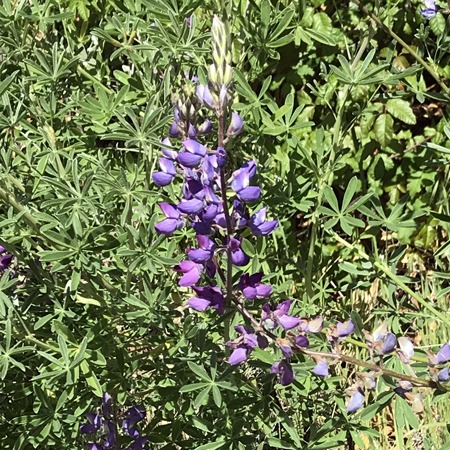 Wildflowers of the Edgewood Park & Natural Preserve, CA