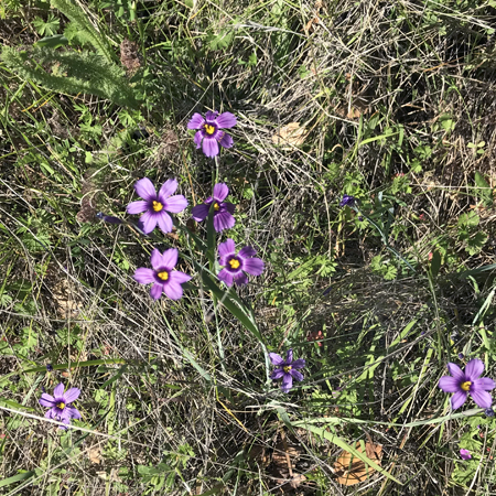 Wildflowers of the Edgewood Park & Natural Preserve, CA