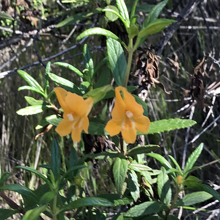 Wildflowers of the Edgewood Park & Natural Preserve, CA