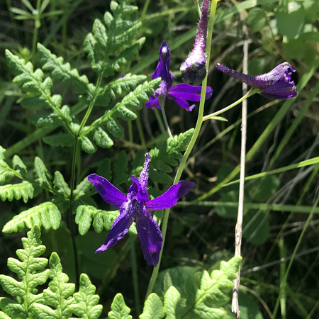 Wildflowers of the Edgewood Park & Natural Preserve, CA