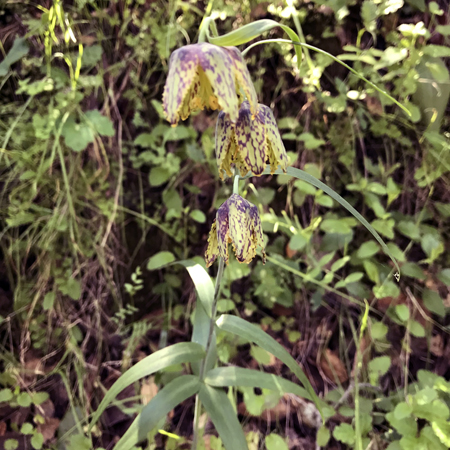 Wildflowers of the Edgewood Park & Natural Preserve, CA