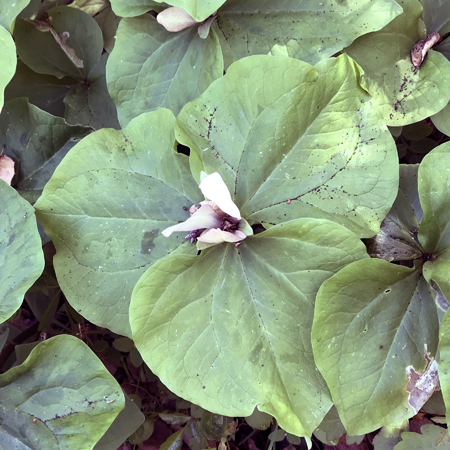 Wildflowers of the Edgewood Park & Natural Preserve, CA
