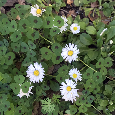 Wildflowers of the Edgewood Park & Natural Preserve, CA