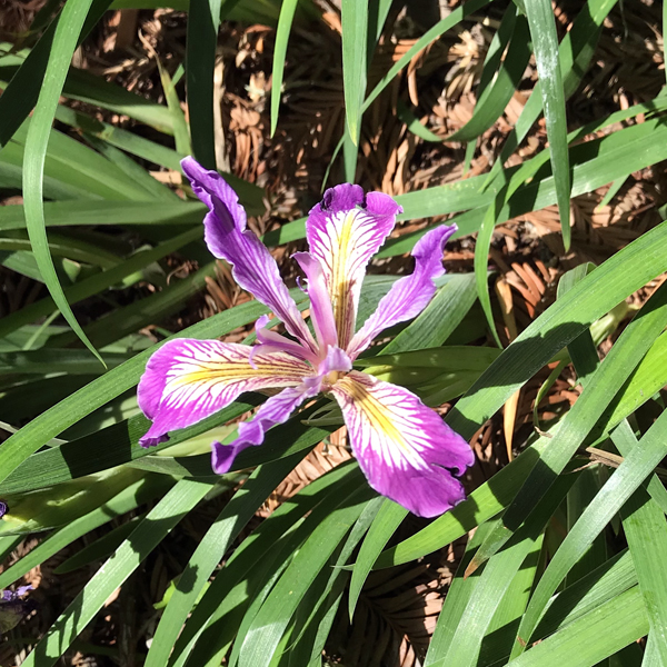 SF Walk Iris