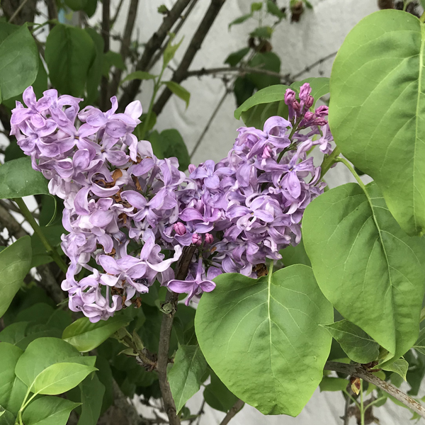 SF Walk Lilacs