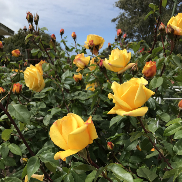 SF Walk Roses