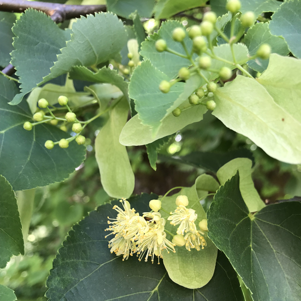 Linden Blossom