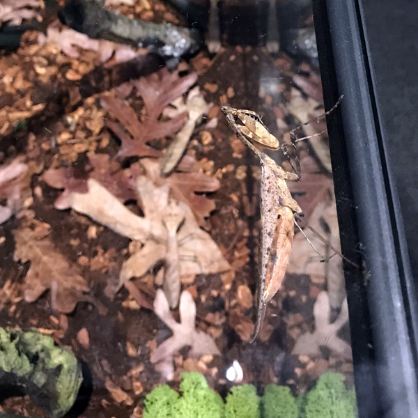 Dead Leaf Mantis