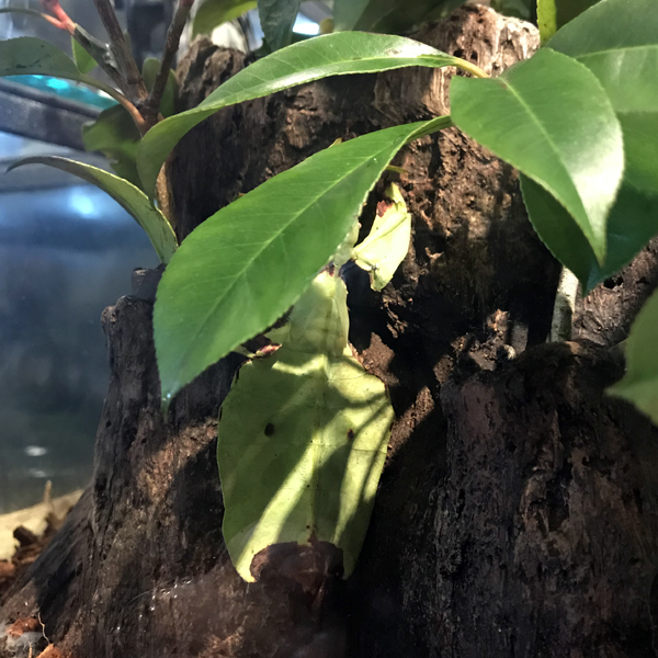 Walking Leaf Phylliidae