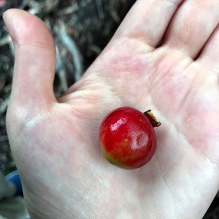 Big Island Strawberry Guava