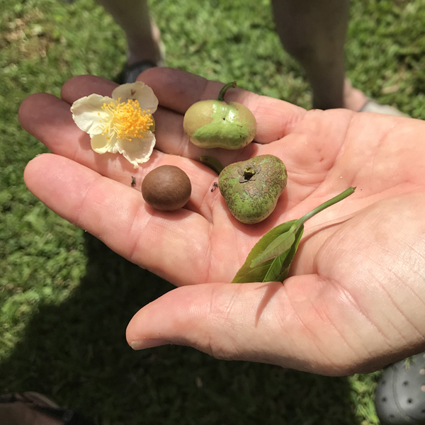 Big Island Tea Flower, Seeds and Cuttings