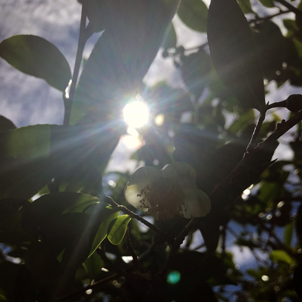 Big Island Tea Flower on the Sunny Day