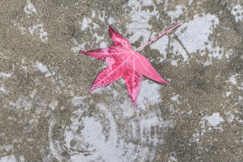 Happy Rainy Thanksgiving 2018