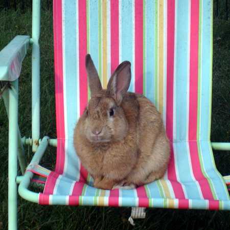 Boxer on his beach chair