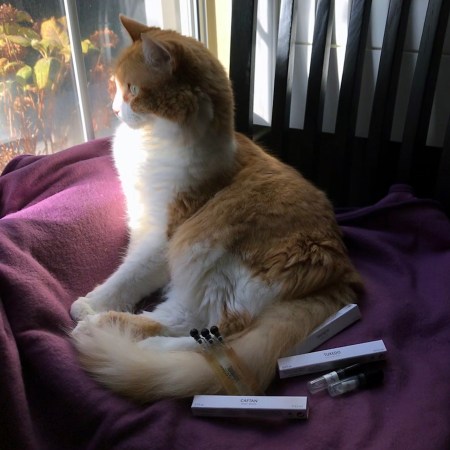 Rusty and YSL Le Vestiaire des Parfums