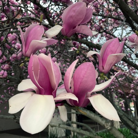 Magnolia