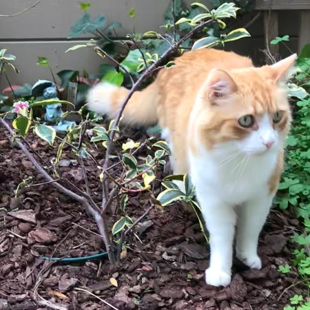 Rusty and Daphne Odora