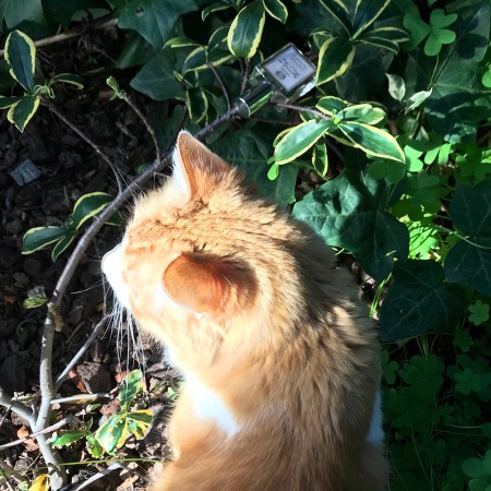 Rusty and Daphne Odora