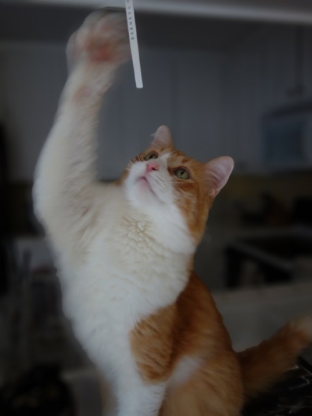 Rusty and a Test Strip