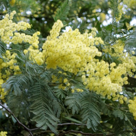 Mimosa