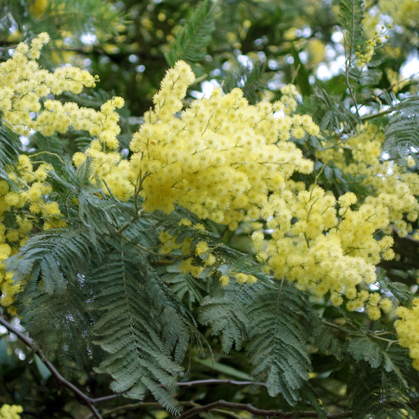 Mimosa