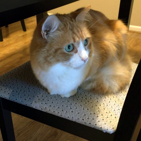 Rusty and Updated Chair