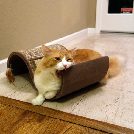 Rusty and Scratching Toy