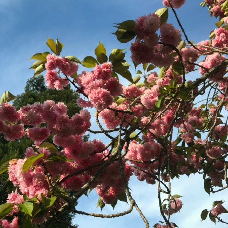 Blossom in CA Park (April 2019)