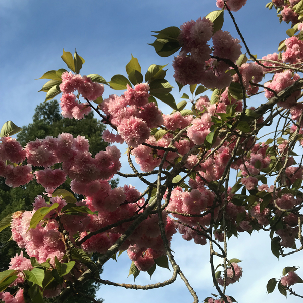 Blossom in CA Park (April 2019)