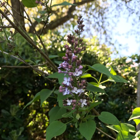 Lilacs in Sonoma 2019