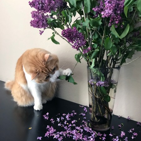Rusty and Lilacs