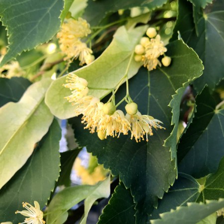 Linden Blossom