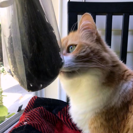 Rusty and Lavender Sachet