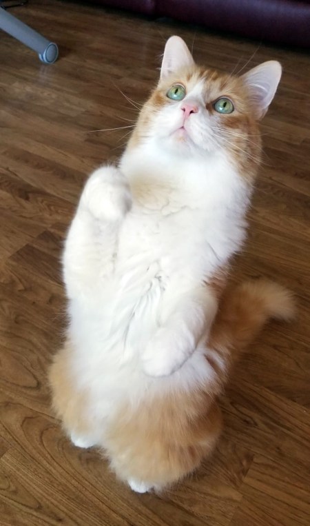 Rusty asking for Treats