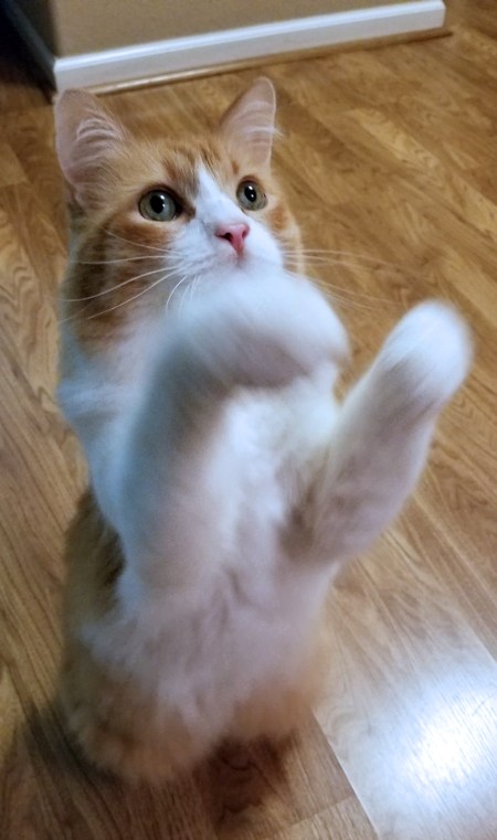 Rusty asking for MORE Treats