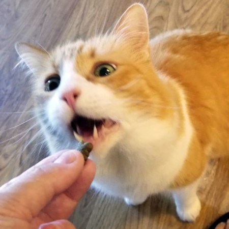 Rusty eats a Treat