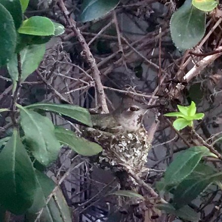 Hummingbird in the Nest