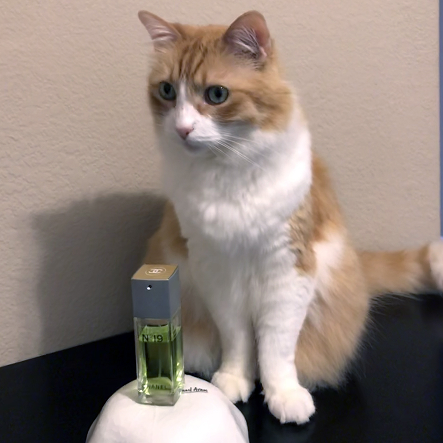 Rusty and Chanel 19 EdT