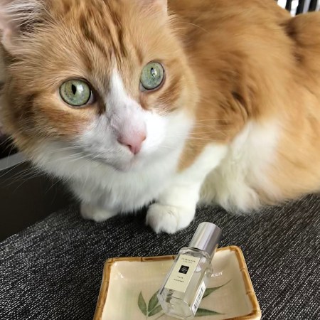 Rusty and Jo Malone Yuja