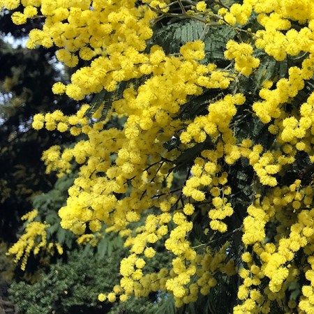 Mimosa
