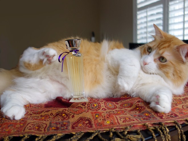 Rusty and NVC Bombay Bling